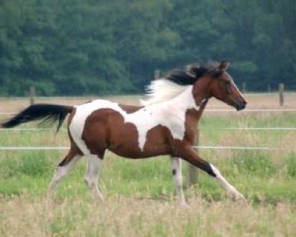 stallion Nasim Ben Nowie (Arab half breed / Partbred,  , from Nowie)
