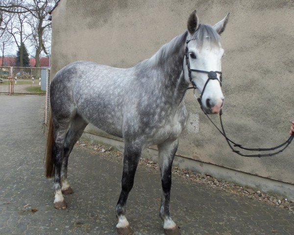 broodmare Levita (German Warmblood,  , from Pumped Up Kicks)