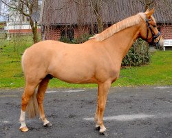 dressage horse Dragon Heart (German Riding Pony, 2011, from Donatelli)