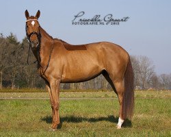 broodmare Graziella (KWPN (Royal Dutch Sporthorse), 2011, from Bordeaux 28)