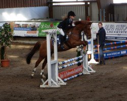 dressage horse Hattrick B (German Riding Pony, 2008, from Hero)