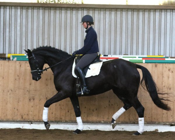 dressage horse Stute von Don Nobless (Hanoverian, 2011, from Don Nobless)