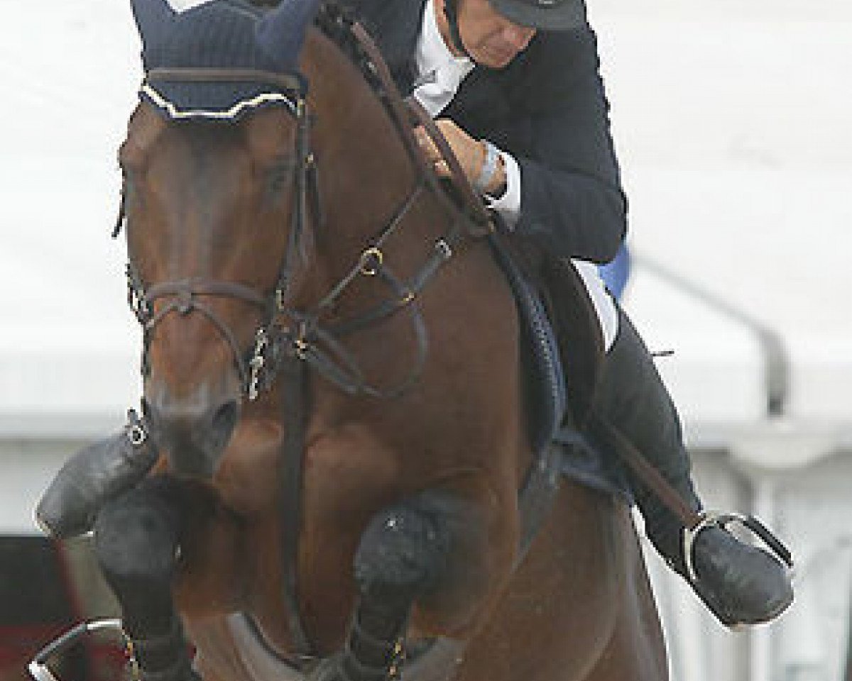 Deckhengst Mazarin des Perees (Belgisches Warmblut, 1996, von Fidji du Fleury)