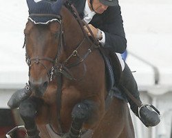 stallion Mazarin des Perees (Belgian Warmblood, 1996, from Fidji du Fleury)