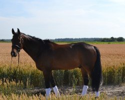 horse Sir Sunset (Hanoverian, 2006, from Sunlight xx)