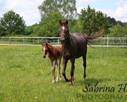 broodmare Marissa Bint Marcia (Arabian thoroughbred, 2009, from MA Mascharo El Nile)