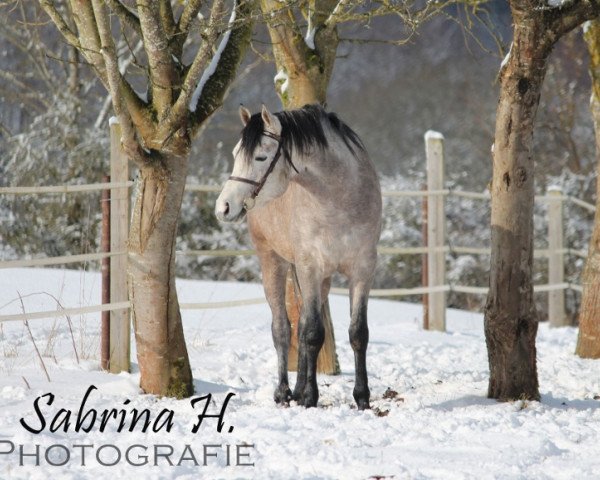 stallion SC Kascaro (Arabian,  , from MS EL TAMANO ox)