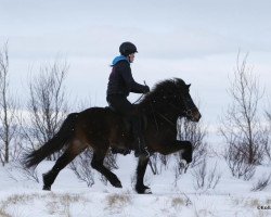 Zuchtstute Snaelda (Islandpferd, 2010, von Glymur frá Innri-Skeljabrekku)