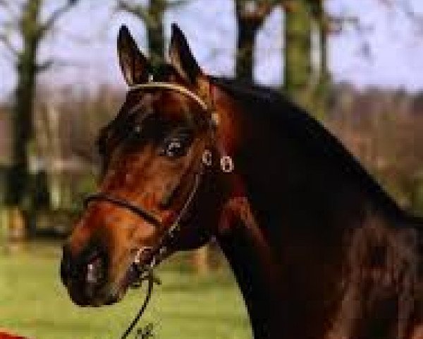 stallion Gerlof (Nederlands Welsh Ridepony, 1995, from Orchard d'Avranches)