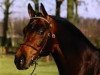 stallion Gerlof (Nederlands Welsh Ridepony, 1995, from Orchard d'Avranches)