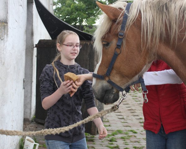 Pferd Miron (Polnisches Warmblut, 2009)