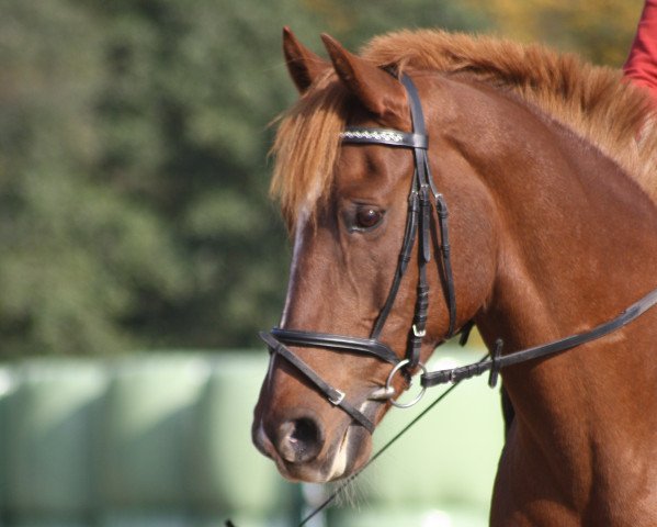 Pferd Zamba (Deutsches Reitpony, 1994, von Zaid ben Raswan ox)