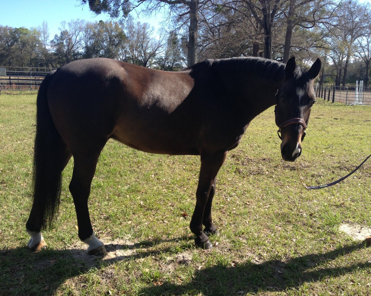 horse Zendgraaf C (KWPN (Royal Dutch Sporthorse), 2004, from Burggraaf)