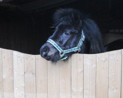 horse Mini Mc Muffin '' Mecky '' (Shetland Pony, 2012)