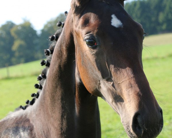 stallion Dark Dynamit (Hanoverian, 2013, from Don Index)