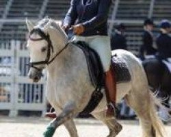 dressage horse Don't Forget Me (German Riding Pony, 2005, from Don't Forget)