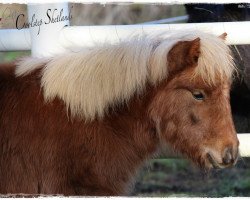 Zuchtstute Coolstep Renesmee (Shetland Pony, 2014, von Bonito)