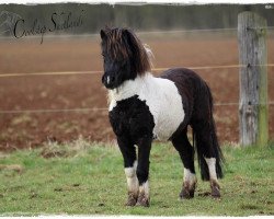 Pferd Coolstep Aslan (Shetland Pony, 2013, von Ambitie van de Zandkamp)