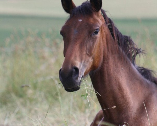 broodmare Delfi 9 (Little German Riding Horse, 2012, from Champagner de Lux WE)