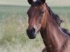 broodmare Delfi 9 (Little German Riding Horse, 2012, from Champagner de Lux WE)