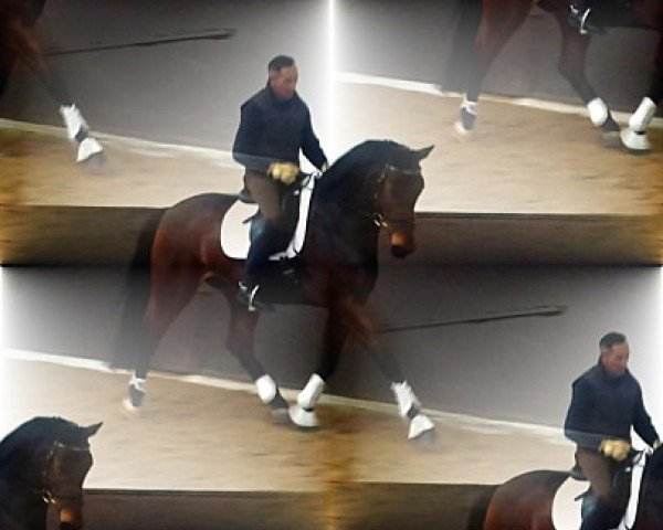 horse Ben Ten (Hanoverian, 2008, from Benvenuto)