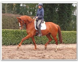 dressage horse Stute von Scolari (Oldenburg, 2010, from Scolari)