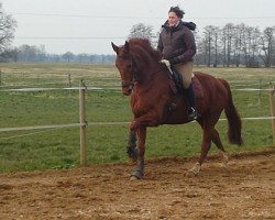 dressage horse Wallach von Florencio (Hanoverian, 2006, from Florencio)