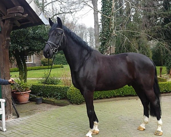 dressage horse Saint Laurent 3 (Oldenburg, 2007, from San Remo)