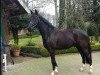 dressage horse Saint Laurent 3 (Oldenburg, 2007, from San Remo)