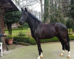 dressage horse Saint Laurent 3 (Oldenburg, 2007, from San Remo)