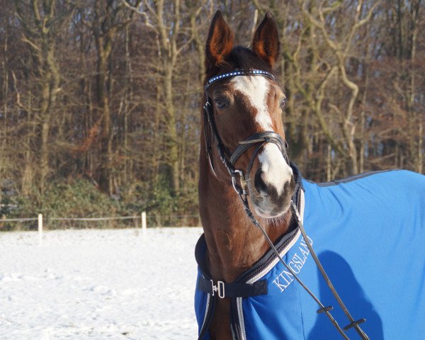 dressage horse Baumann's Layla (Westphalian, 2005, from Lanthan)