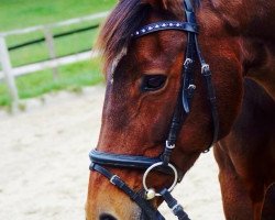 horse Jerica (KWPN (Royal Dutch Sporthorse), 1991, from Enrico AA)