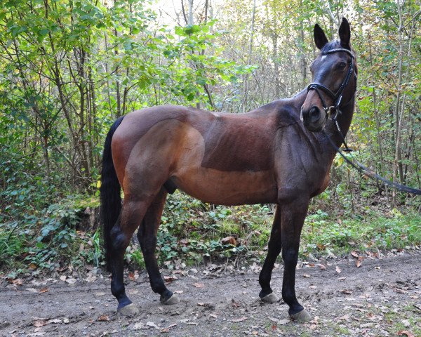 horse Wallis Johnjill (Hanoverian, 2000, from Waldstar xx)