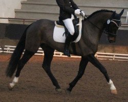 dressage horse Royal Felix (Oldenburg, 2010, from Royal Classic I)