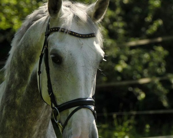 Springpferd Alarik 5 (KWPN (Niederländisches Warmblut), 2005, von Odermus R)