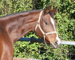 broodmare Angie (German Warmblood, 1994, from Angriff-Anruf)