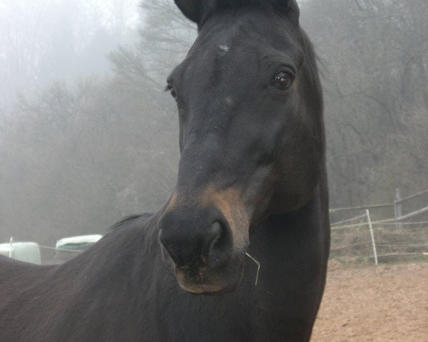 Pferd Lambatt (KWPN (Niederländisches Warmblut), 1994, von Larome)