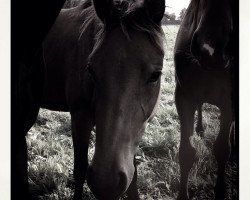 Zuchtstute Cactus Flower (Deutsches Reitpony, 2012, von Cornet Obolensky)