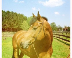 jumper Edumon (KWPN (Royal Dutch Sporthorse), 2009, from Zelote VDL)