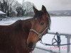 jumper Miro (German Riding Pony, 2006, from Dakar Noar)