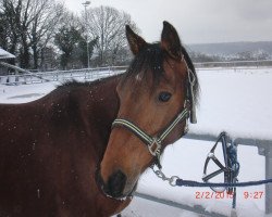 Springpferd Miro (Deutsches Reitpony, 2006, von Dakar Noar)