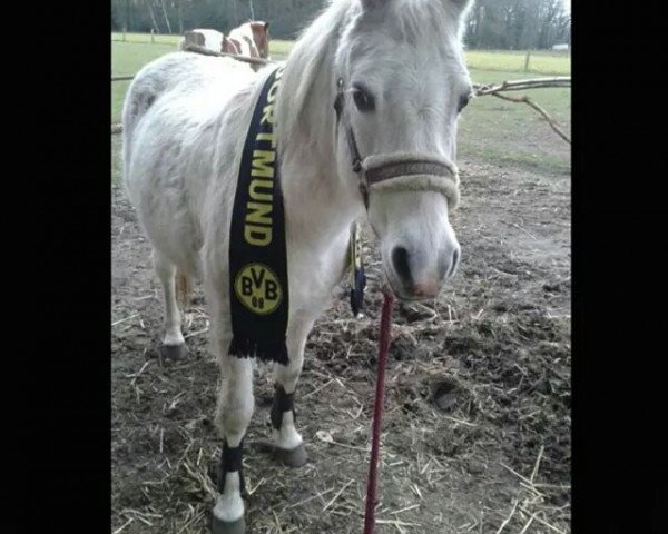 horse Palja (German Riding Pony, 1990, from Nawarro)