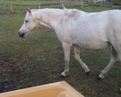 Zuchtstute Gina (Deutsches Reitpony, 1996, von Golden Dancer)