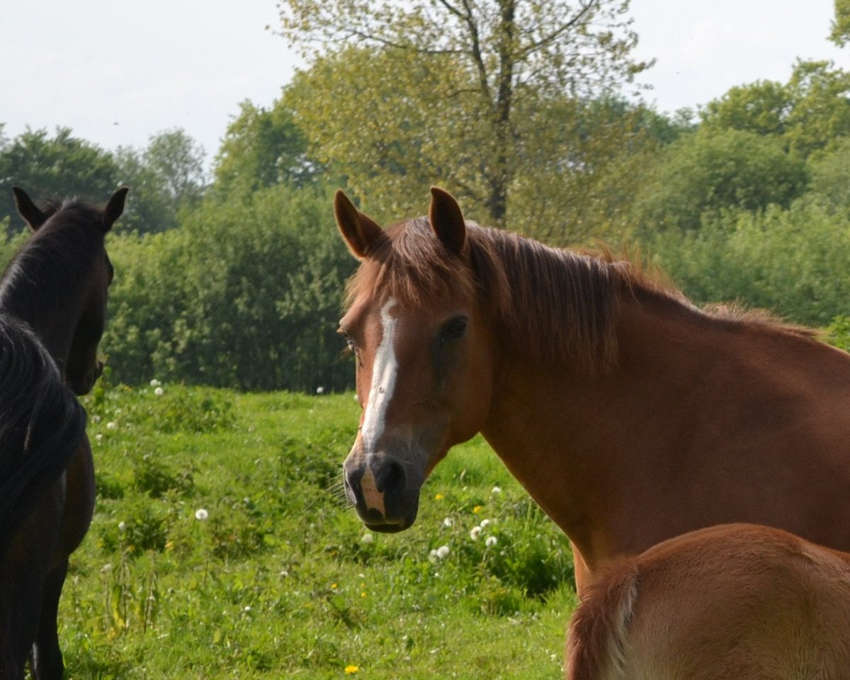 Zuchtstute Hosteins Jessika (Deutsches Reitpony, 1996, von Horsegate Minstrel)