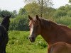 broodmare Hosteins Jessika (German Riding Pony, 1996, from Horsegate Minstrel)