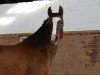 jumper Holsteins Saphira (German Riding Pony, 2011, from Holsteins Whisper)