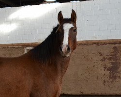 Springpferd Holsteins Saphira (Deutsches Reitpony, 2011, von Holsteins Whisper)