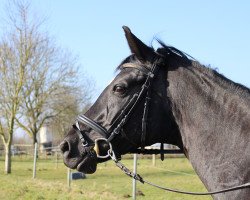 dressage horse Lilli (Rheinländer, 2005, from Don Gregory)