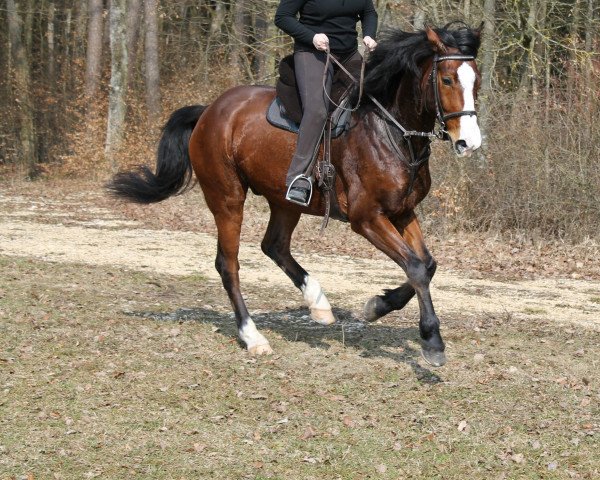 Pferd Logar (Polnisches edles Halbblut, 2006, von Adiutant)
