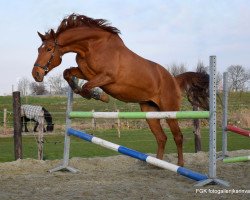 broodmare Landfee (Mecklenburg, 2002, from Landgold)